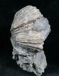 Platystrophia Brachiopod Fossil From Kentucky #6614-1